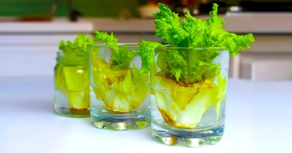 Hier erfahren Sie, wie Sie Salat anbauen, damit Sie endlose Mengen davon haben und ihn nicht mehr kaufen müssen