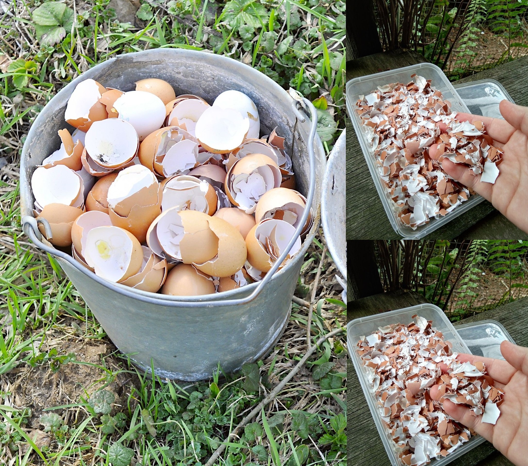 Hören Sie auf, Eierschalen wegzuwerfen