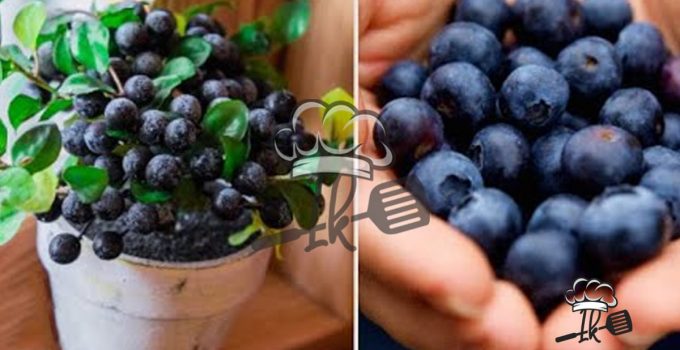 Hört auf, Heidelbeeren zu kaufen! Clevere Methoden für einen nie endenden Vorrat