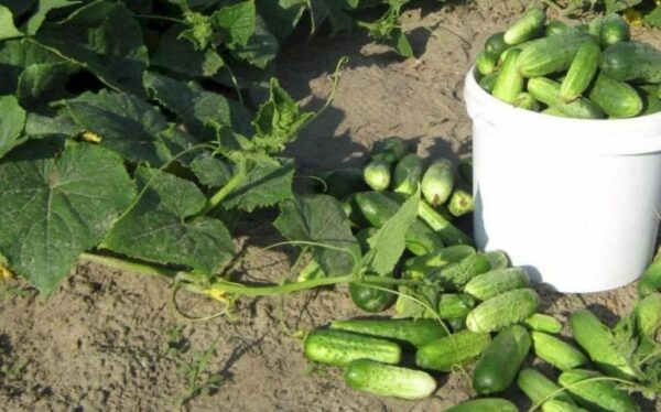 Ich pflanze ständig ein Gemüse neben einem Gurkenbeet und der Ertrag erhöht sich auch ohne Dünger um das Zweifache