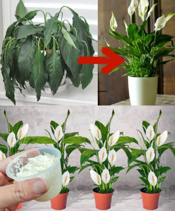 Ich zerkleinere den Würfel und übergieße ihn mit warmem Wasser: Sowohl das Schaufelkraut als auch die Zamioculkas wachsen wie verrückt!