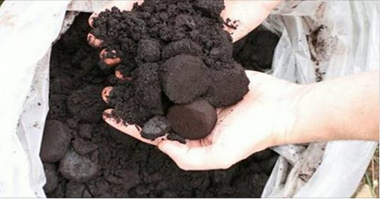 Kaffeesatz ist der beste Freund des Gärtners: 10 clevere Anwendungen