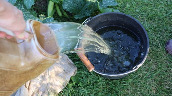 Karotten werden prall, lang und ordentlich, wenn Sie sie beim ersten Füttern damit gießen.