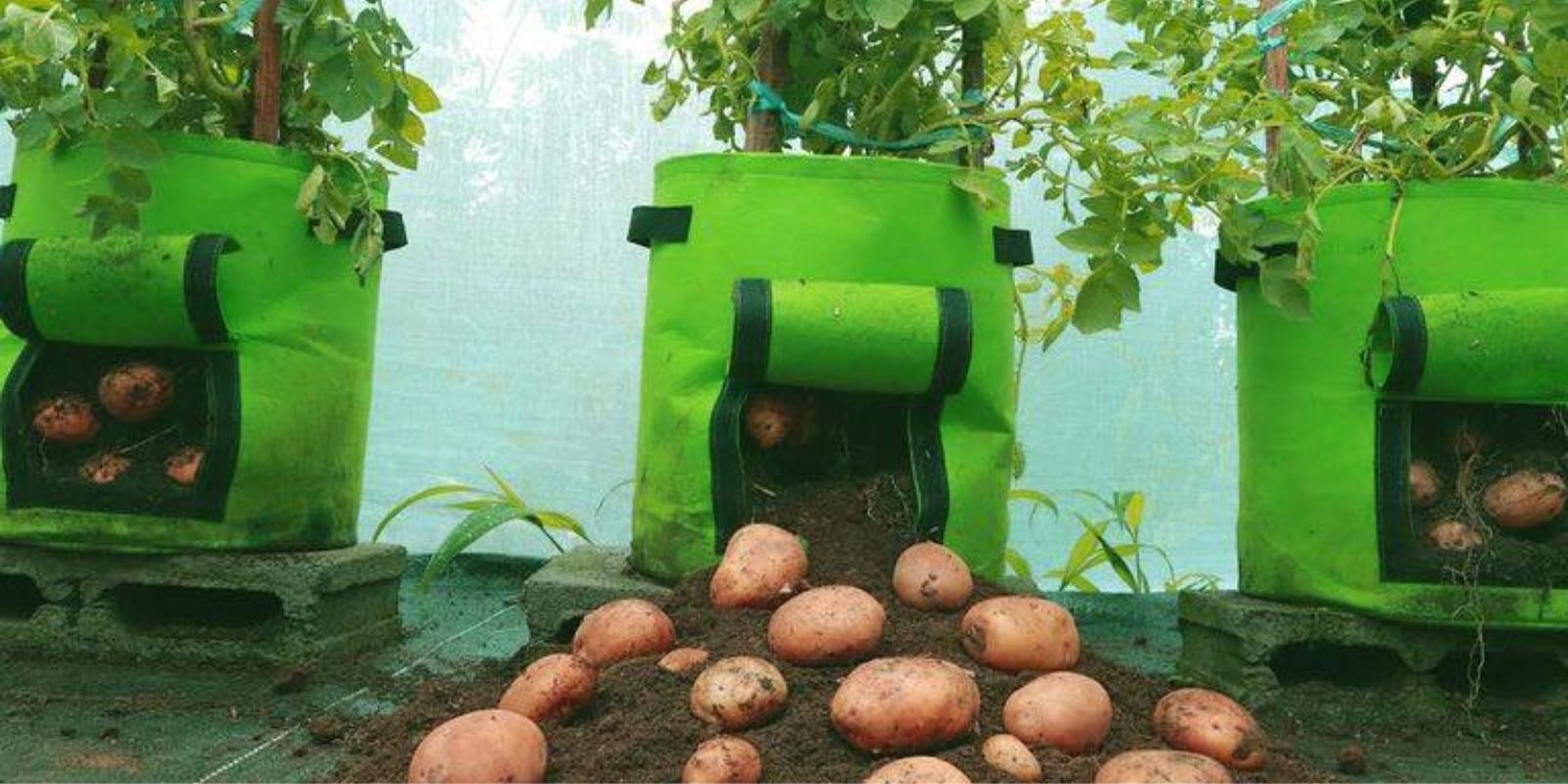 Kartoffeln in Säcken zu Hause anbauen: Eine Schritt-für-Schritt-Anleitung