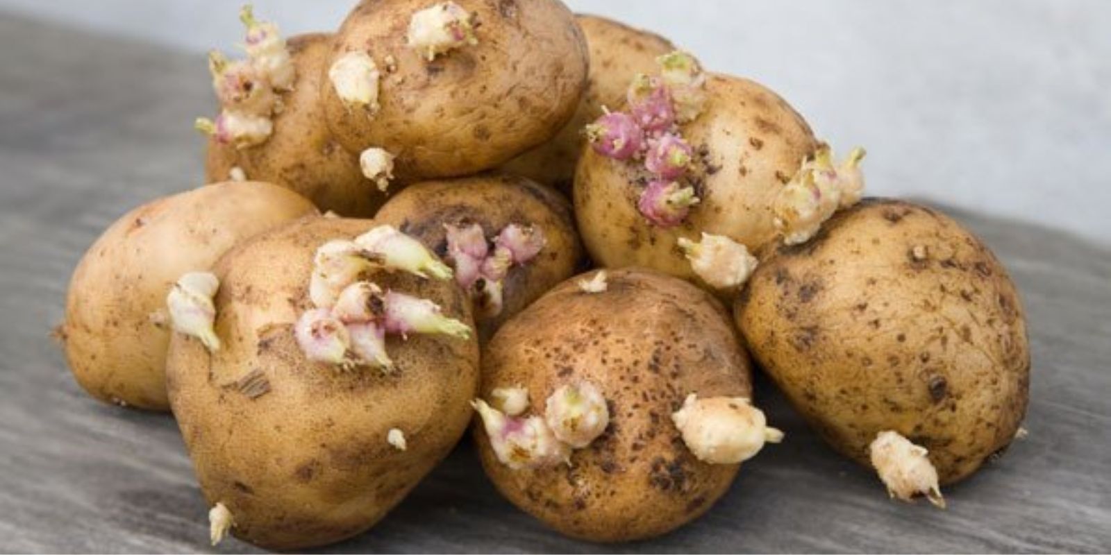 Kartoffeln richtig lagern: Tipps für eine langanhaltende Frische