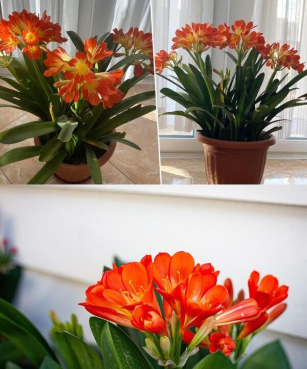 Kleine Sorgen und viel Freude: Mama hat mir erklärt, warum CLÍVIA die beste Pflanze für die Wohnung ist!