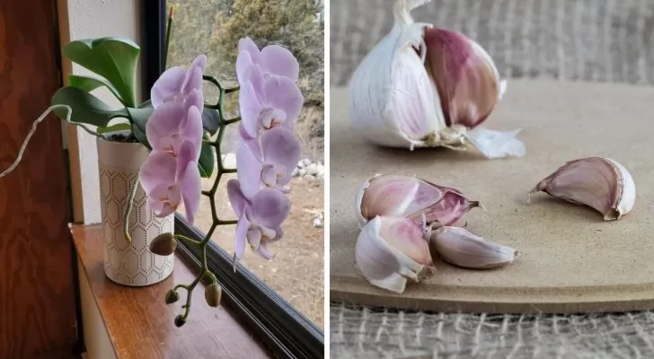 Knoblauch für Ihre Orchideen: Erfahren Sie, wie Sie ihn für schöne, üppige Pflanzen verwenden können