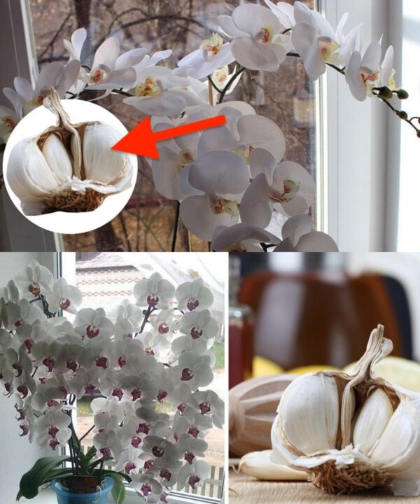 Knoblauch ist ein kompletter Retter für die Orchidee. nur 3 Zehen und nach einer Weile werden die ersten Knospen erscheinen, die noch schöner sind