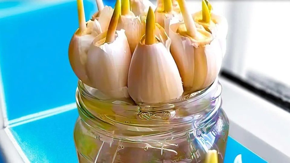 Knoblauch kaufe ich nicht mehr im Laden. Mein Gärtner hat mir gesagt, wie man es in großen Mengen anbaut