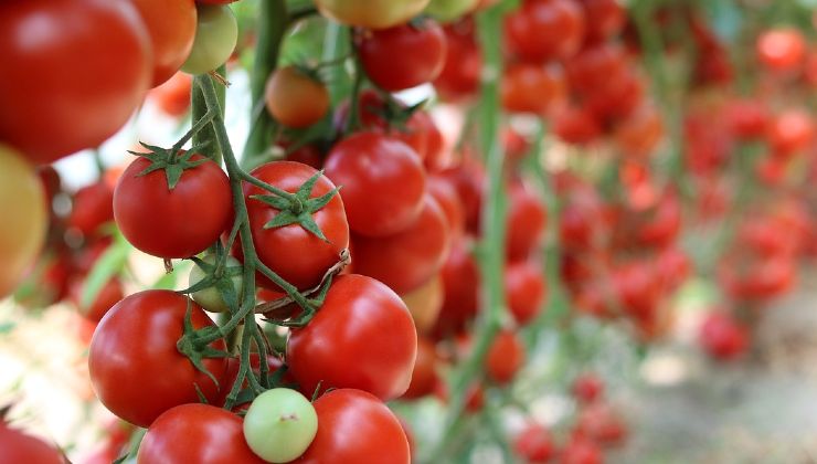 Anbau von Cluster-Tomaten