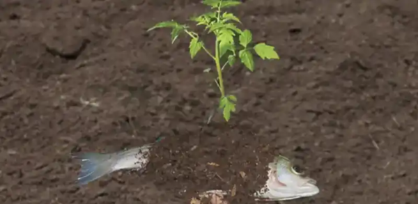 Maximierung der Gartengesundheit mit Fischresten: Ein Leitfaden zur nachhaltigen Düngung