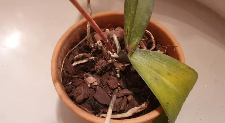 Möchten Sie stets blühende Orchideen? Erfahren Sie, wie Sie das Wachstum neuer Blätter anregen können