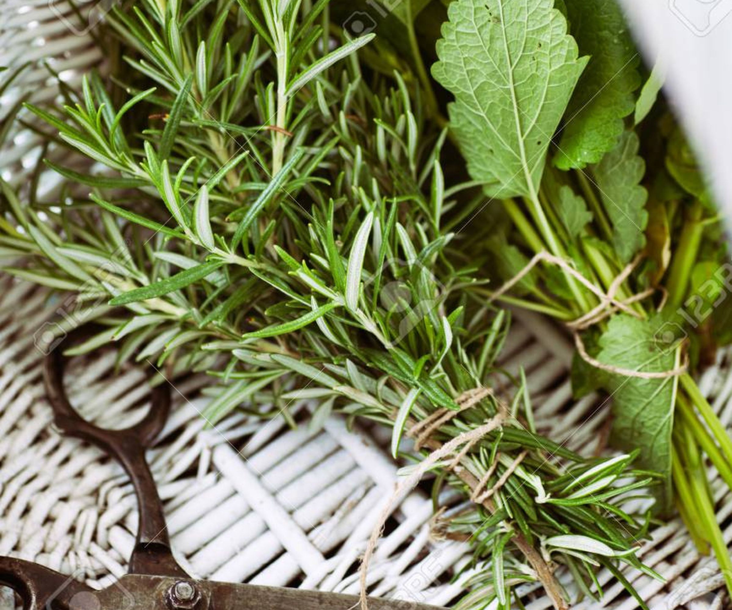 Minze und Rosmarin zur Verbesserung des Gedächtnisses: Natürliche Helfer für die geistige Fitness