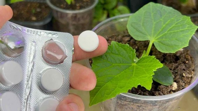 Mit 1 Tablette wird jeder Sämling, den Sie im Garten haben, gesund und üppig