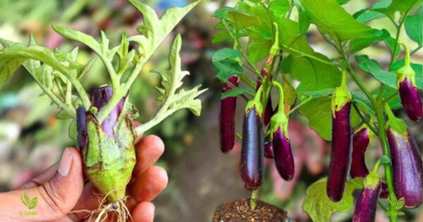 Mit diesem Bauerntrick können Sie Auberginen schnell und einfach vermehren