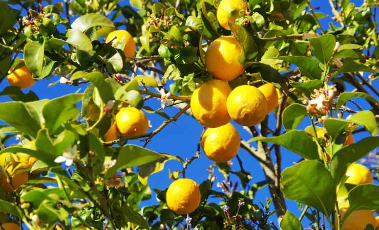 Zitronenbaum