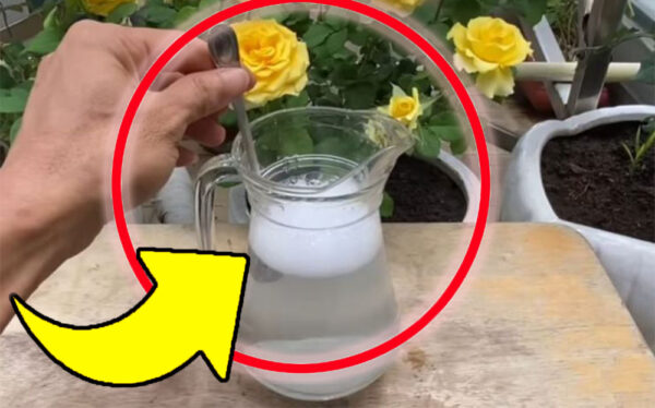 Natürlicher Dünger, der beste kostet nur 10 Cent: Alle Gärtner verwenden ihn!