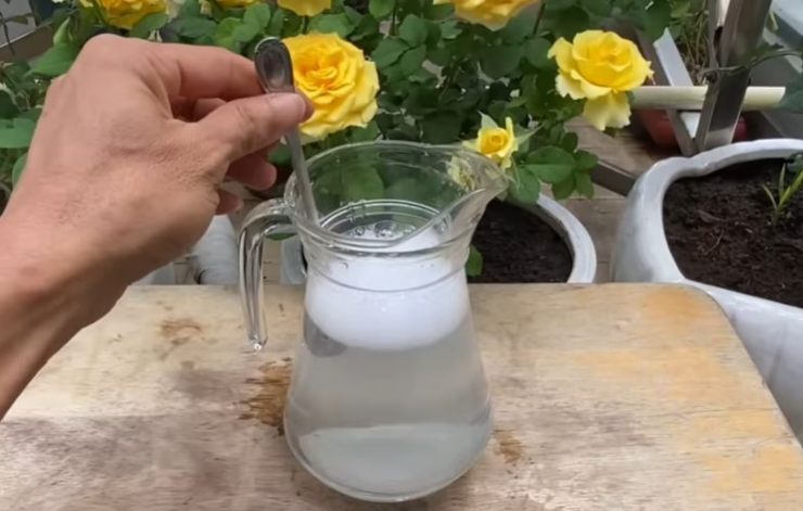 Bikarbonat in Pflanzen