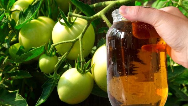 Natürlicher Schlüssel zur Verdopplung von Tomaten, Zucchini und Gurken: Ein unverzichtbares Nahrungsergänzungsmittel