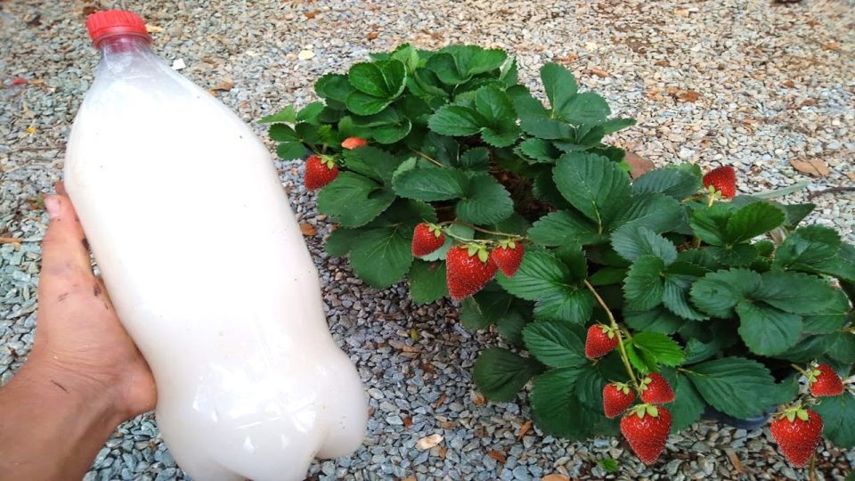 Natürlicher organischer Dünger, der Ihre Pflanze schnell wachsen lässt