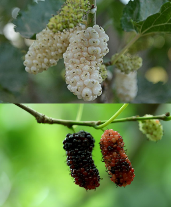 Nicht alle Slowaken erinnern sich an diesen Baum aus dem Garten ihrer Großmutter: sein Wert lässt sich nicht einmal beziffern!