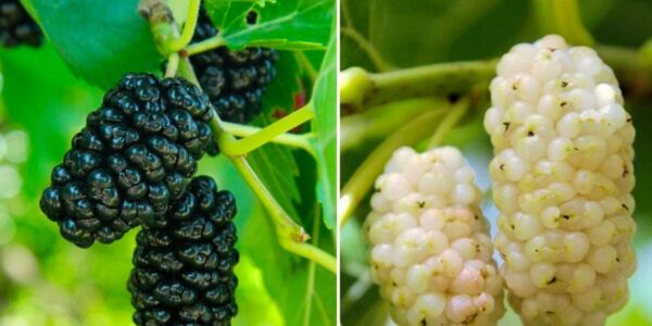 Nicht alle Slowaken erinnern sich an diesen Baum aus dem Garten ihrer Großmutter: sein Wert lässt sich nicht einmal beziffern!Details im ersten Kommentar