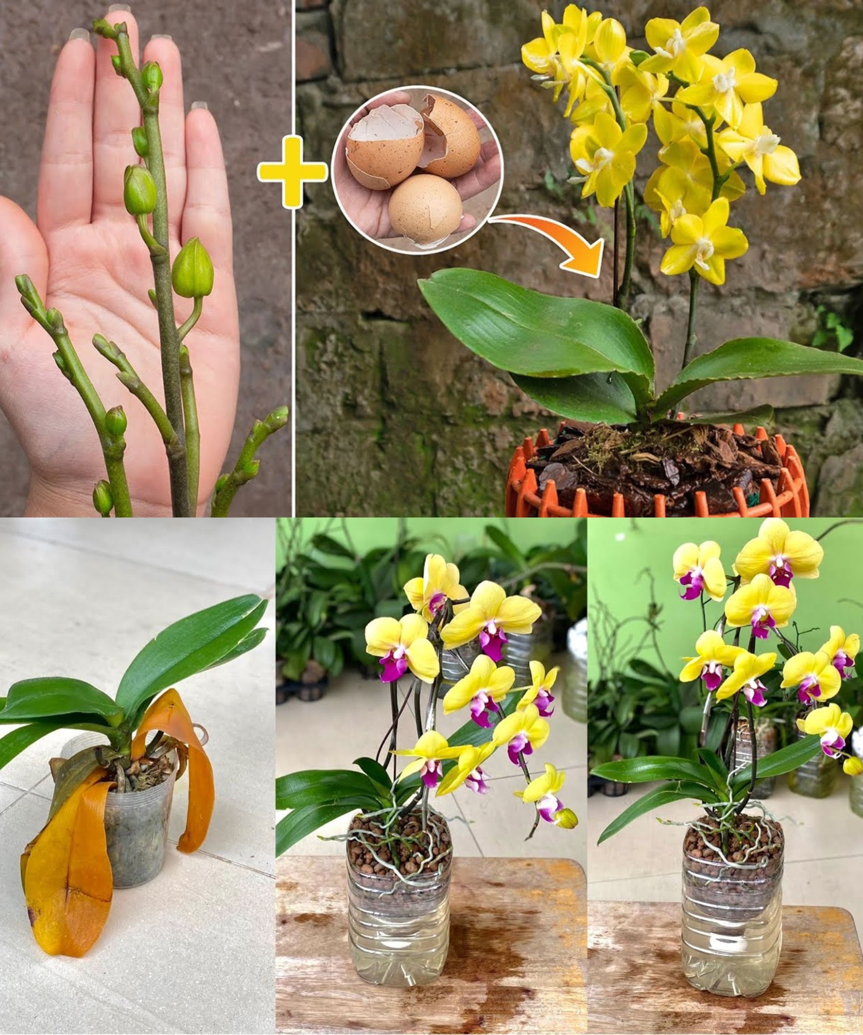 Nie mehr Orchideen mit Wasser gießen: Gießen Sie sie damit für eine spektakuläre Blüte