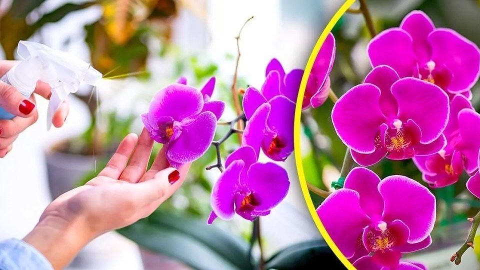Nie mehr Orchideen mit Wasser gießen