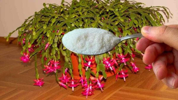 Nur 1 Teelöffel für jede Blume, die Sie zu Hause haben, und die Blüte ist gesichert