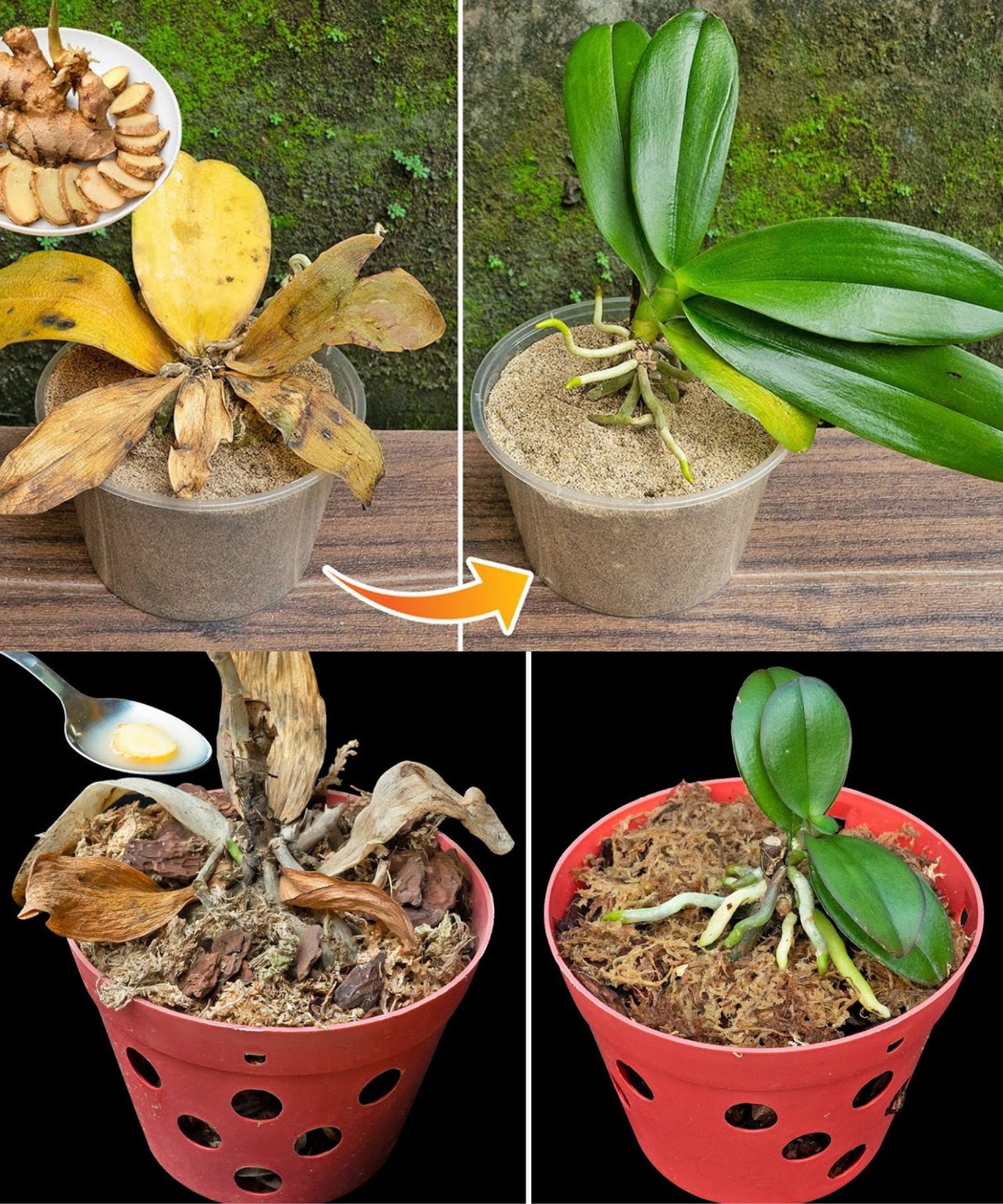 Nur dann blüht Ihre Orchidee das ganze Jahr über: So üppig war sie noch nie