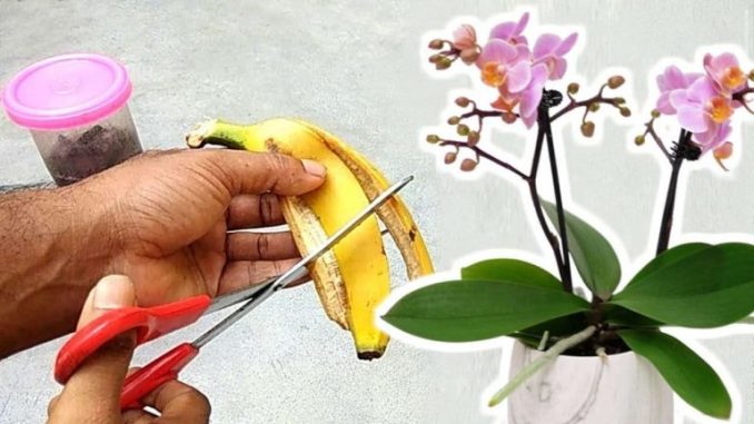 Orchidee, 3 Schalen und sie wächst wie nie zuvor: Nie hatte ich diese Ergebnisse