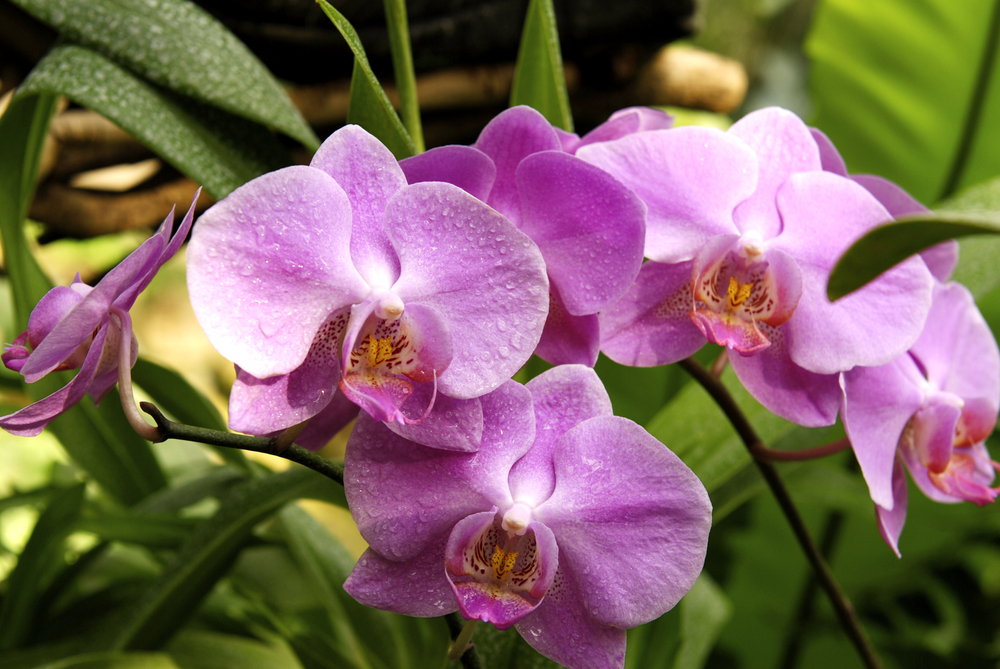 Orchidee