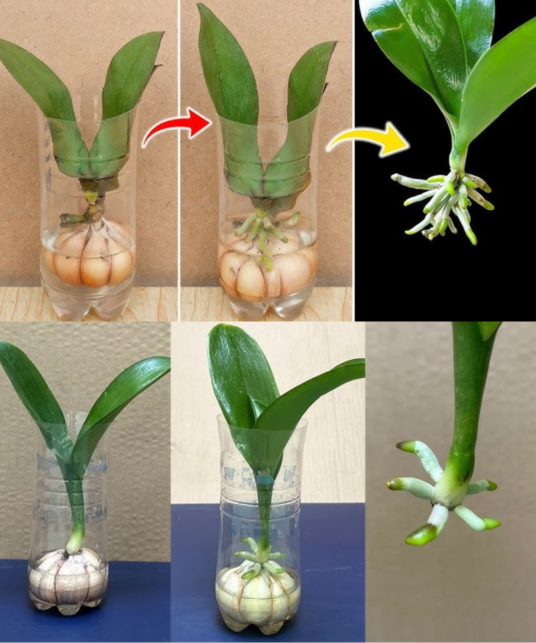 Orchidee, nur mit diesem Trick schaffen es Gärtner, sie viele Jahre lang leben zu lassen