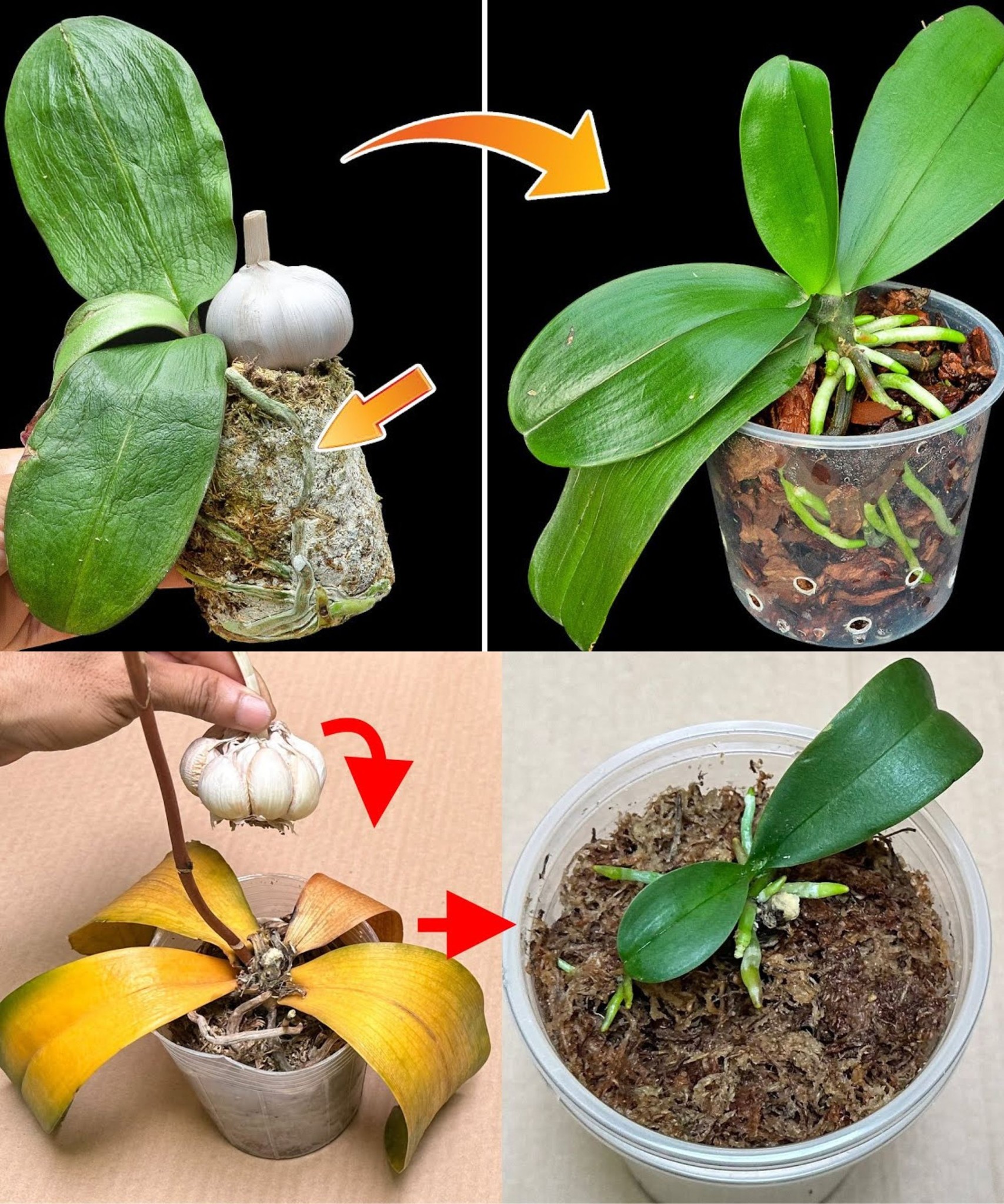 Orchidee, nur mit diesem Trick schaffen es Gärtner, sie viele Jahre lang leben zu lassen