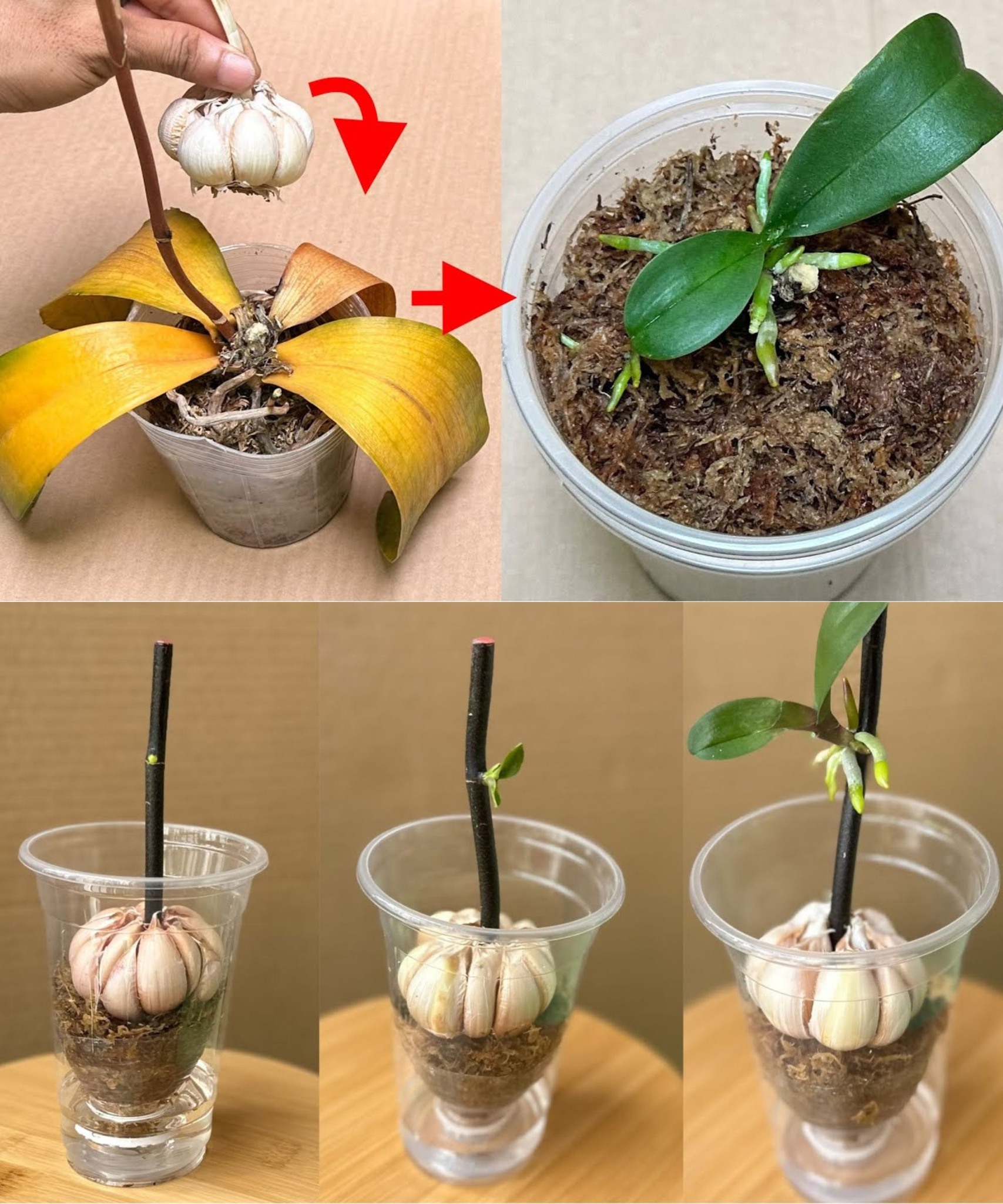 Orchidee, nur mit diesem Trick schaffen es Gärtner