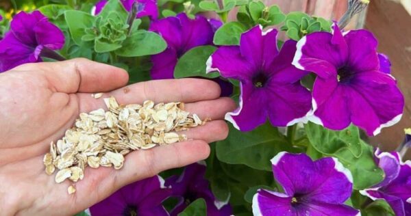 Orchideen, Petunien, Rosen, Geranien und viele andere Pflanzen blühen ohne Unterbrechung