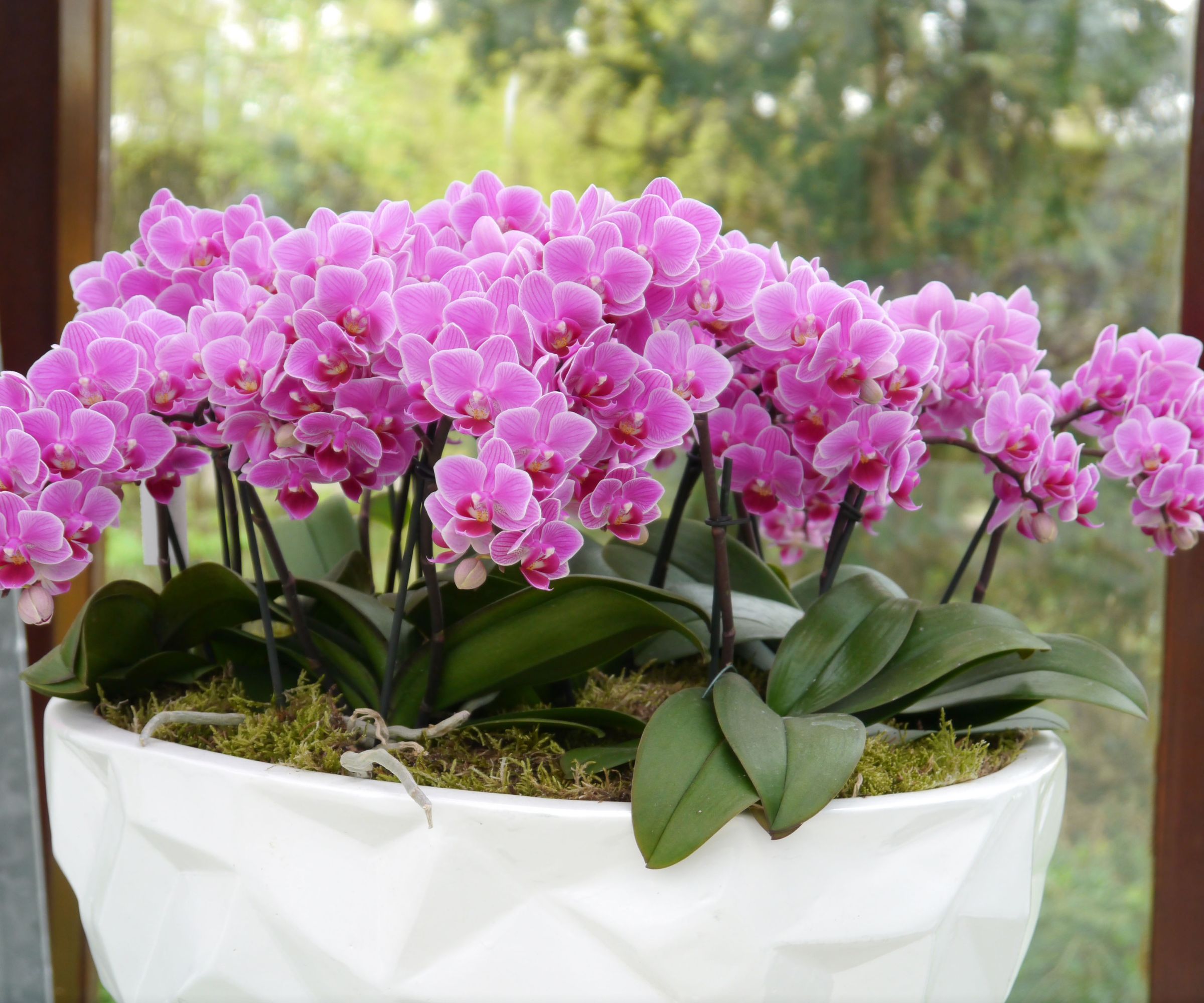 Orchideen: Wie man sie mit einer Kartoffel endlos vermehrt – Geheimnisse von Gärtnern enthüllt