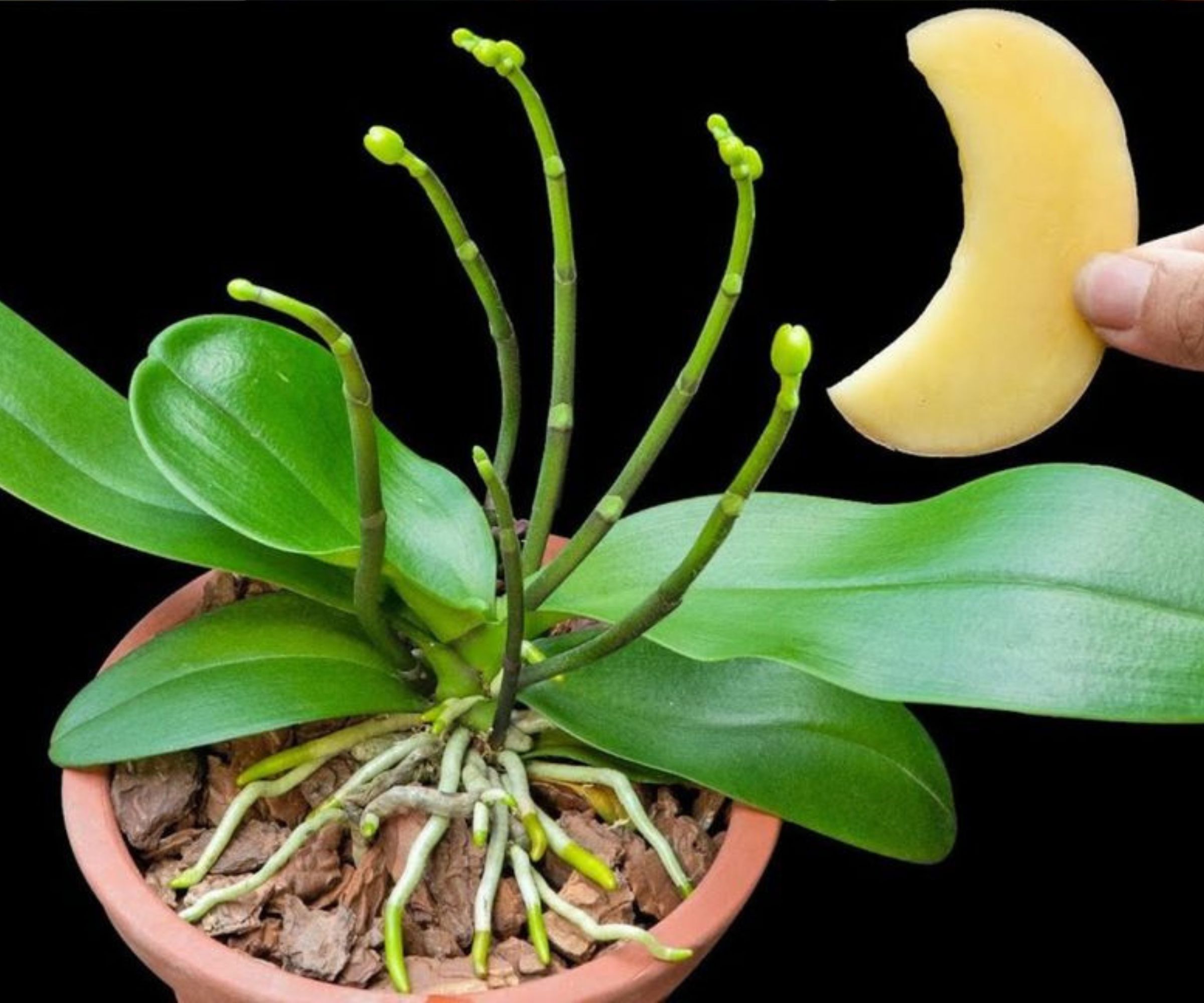 Orchideen: Wie man sie mit einer Kartoffel endlos vermehrt