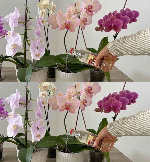 Orchideen, nur wenn Sie sie mit dieser beliebten Zutat gießen, werden sie lange halten