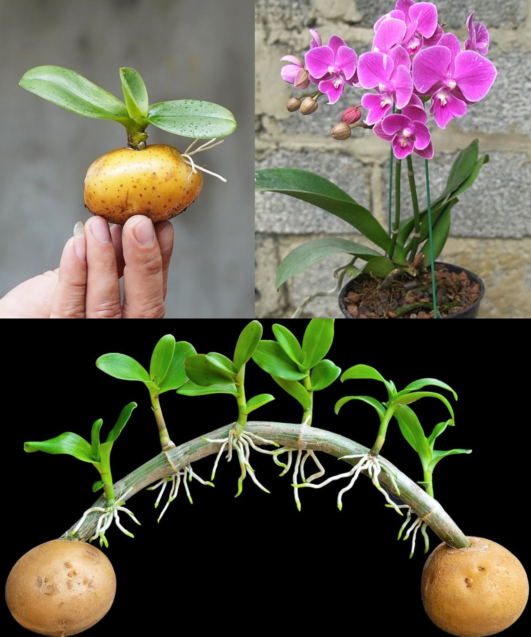 Orchideen, wie man sie mit einer Kartoffel endlos vermehrt