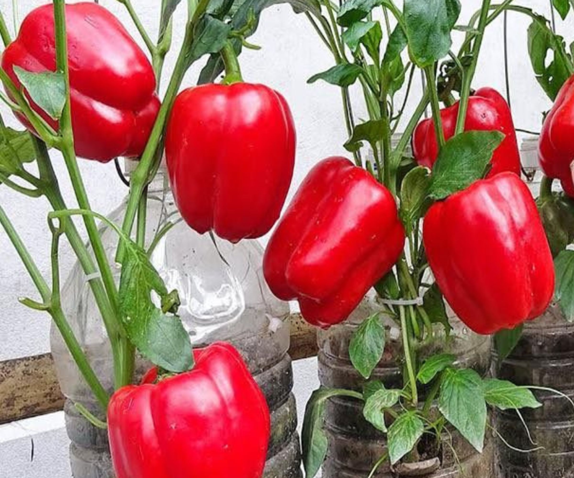 Perfektionierung des Paprikawachstums zu Hause: Geheimtipps für eine reichliche Produktion