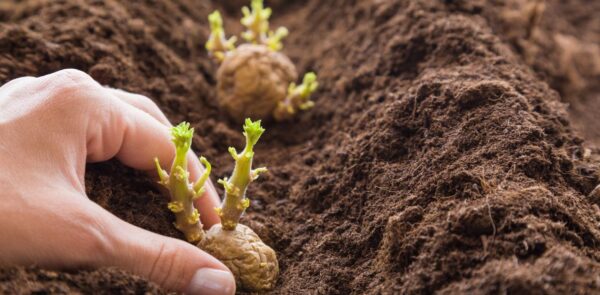 Pflanzen und Gemüse in der Nähe von Kartoffeln unbedingt meiden