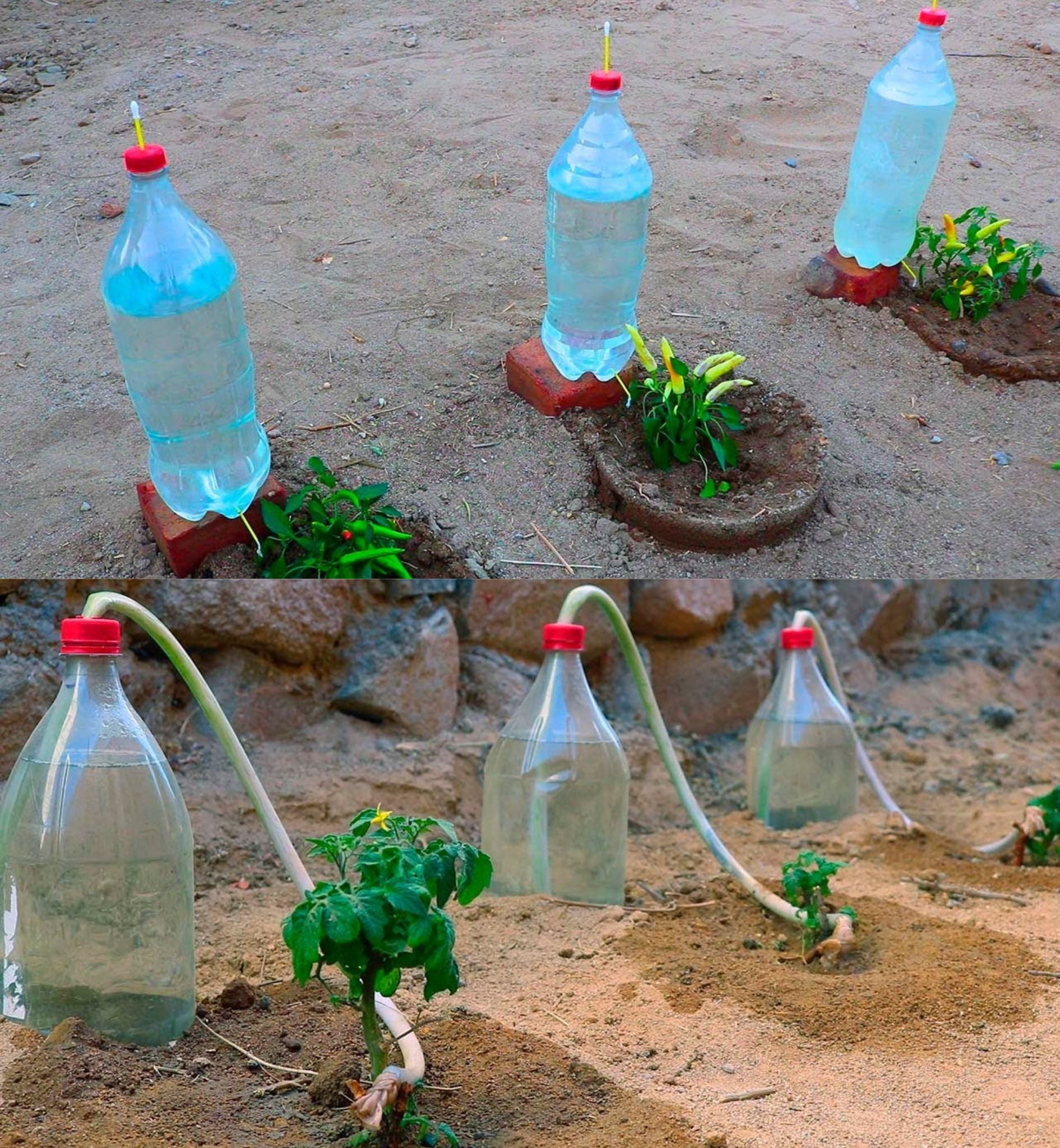 Pflanzen, wie man sie einen Monat lang kostenlos gießt: die Methode der Landwirte