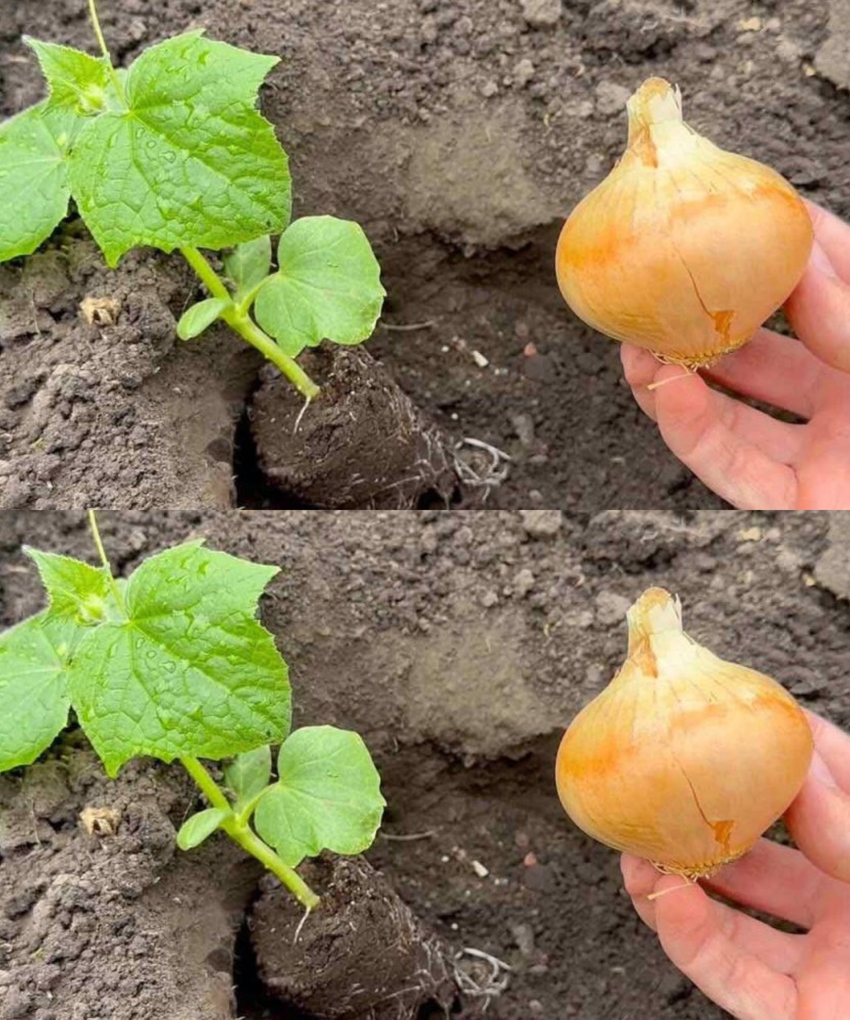 Platzieren Sie es dort, wo Sie Gurken pflanzen, und sie erwachen sofort zum Leben – sie wachsen üppig