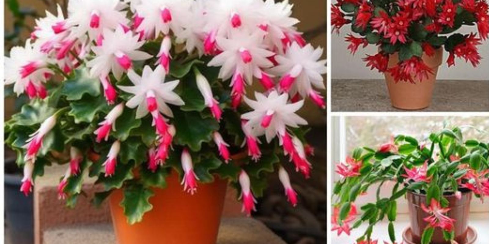 Profi-Tipps, um Ihren Weihnachtskaktus zum Blühen zu bringen und ihn lange zu erhalten