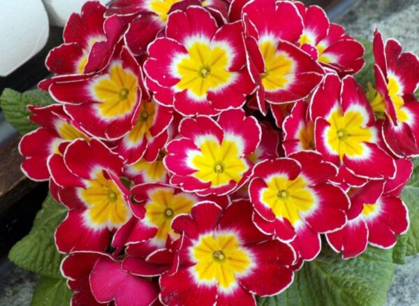 Prymulka: Ein Vorbote des Frühlings für Dein Zuhause