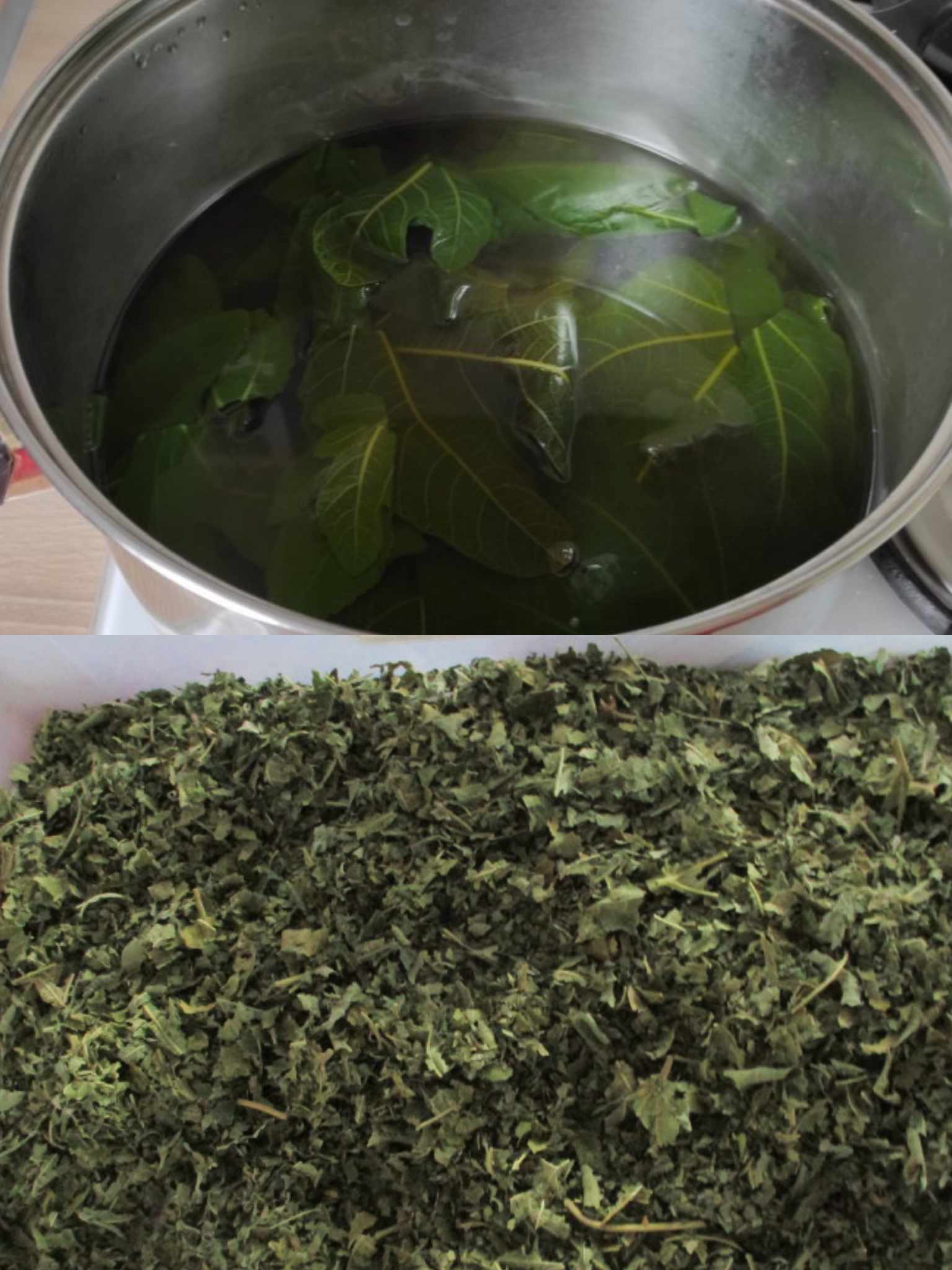 REGULIERT ZUCKER UND DRUCK, SENKT TRIGLYCERIDE UND REINIGT GEFÄßE: Das Blatt dieser Pflanze ist ein Geschenk der Natur, und hier erfahren Sie, wie es verwendet wird