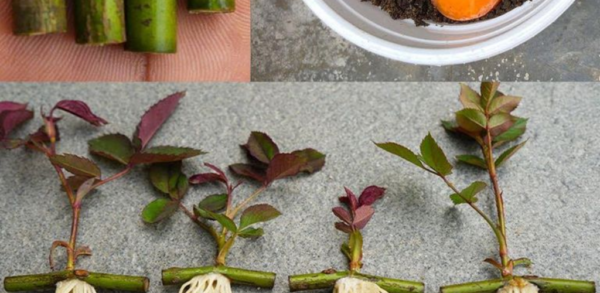 Rosenstecklinge horizontal pflanzen: Robuste und kräftige Sträucher kultivieren