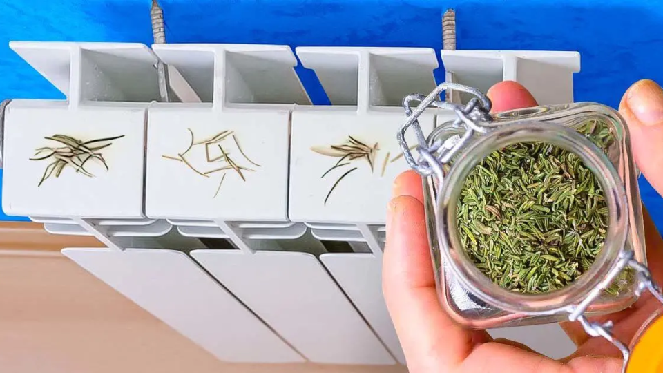 Rosmarin auf die Heizung stellen: Der Trick, um diesen Winter Geld zu sparen