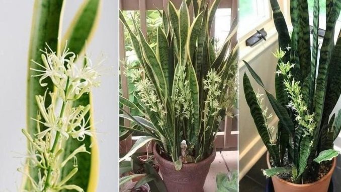 Sansevieria: So halten und pflegen Sie die Pflanze, die die Luft im Haus am besten reinigt
